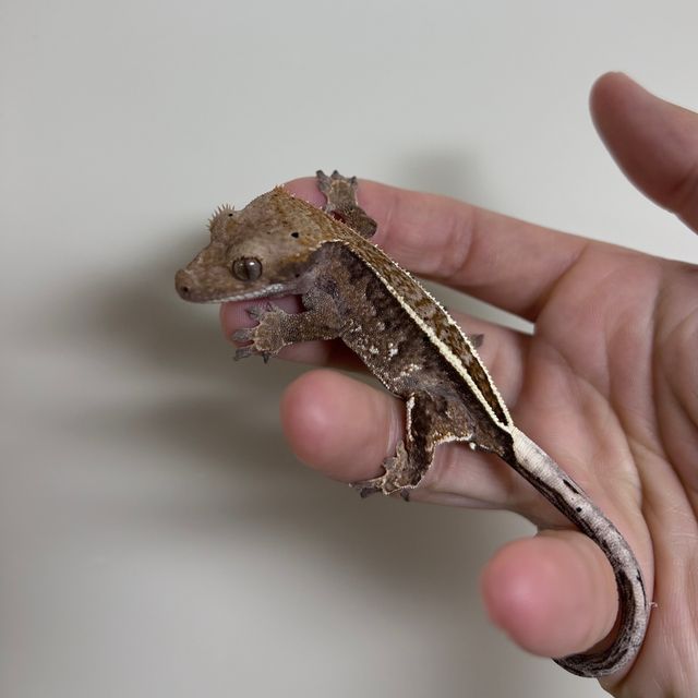 카푸치노 화이트핀