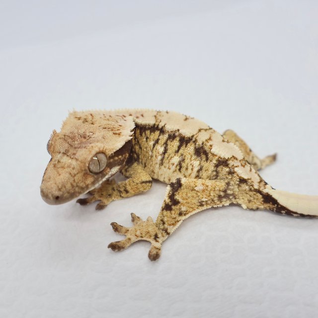 노멀 트라이 드리피 화이트스팟