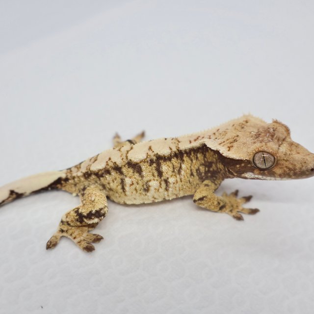 노멀 트라이 드리피 화이트스팟