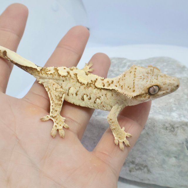 노멀 크림 크림시클