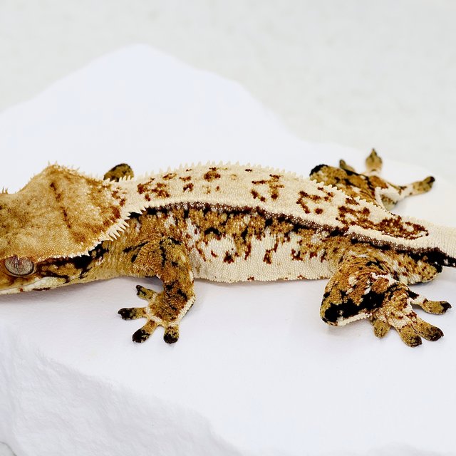 Normal Full Pinstripe Extreme Harlequin Quad