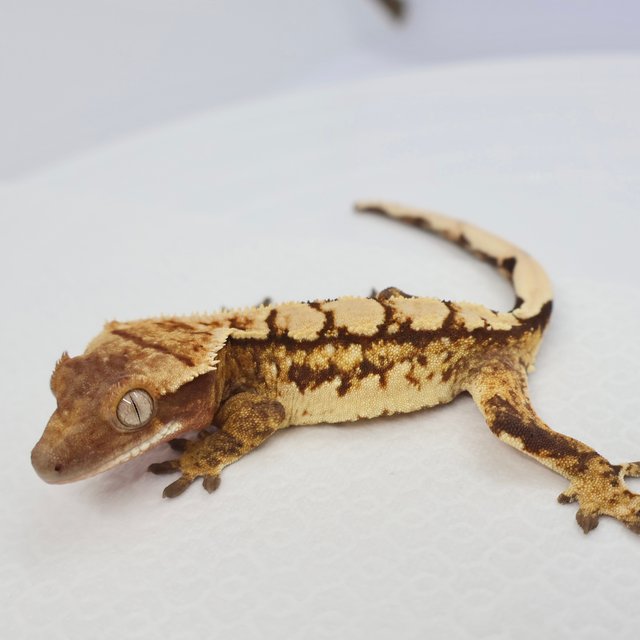 노멀 익스트림할리퀸