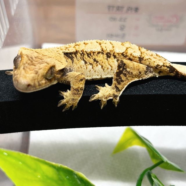 트라이 익스트림할리퀸