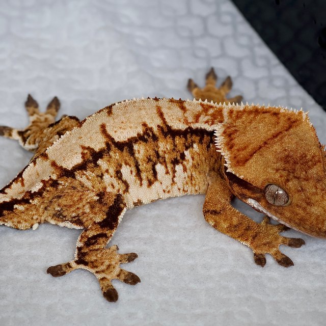 Tangerine Extreme Harlequin Normal