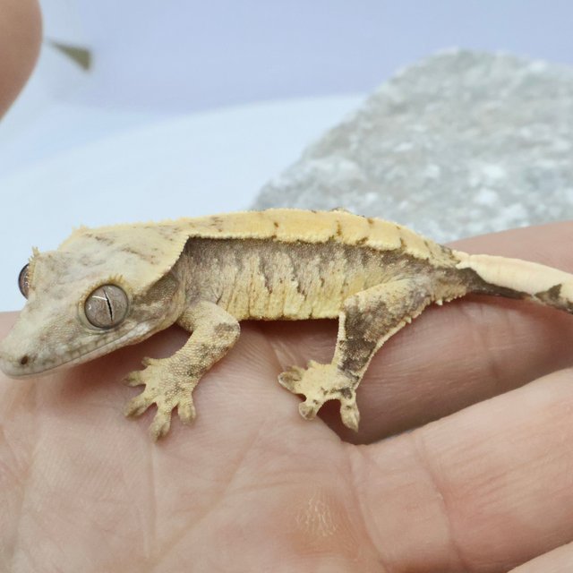 노멀 트라이 드리피 화이트스팟