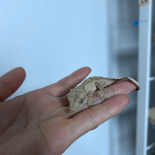노멀 팬텀 크림