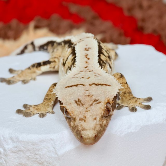 Normal Extreme Harlequin Tri White Spot