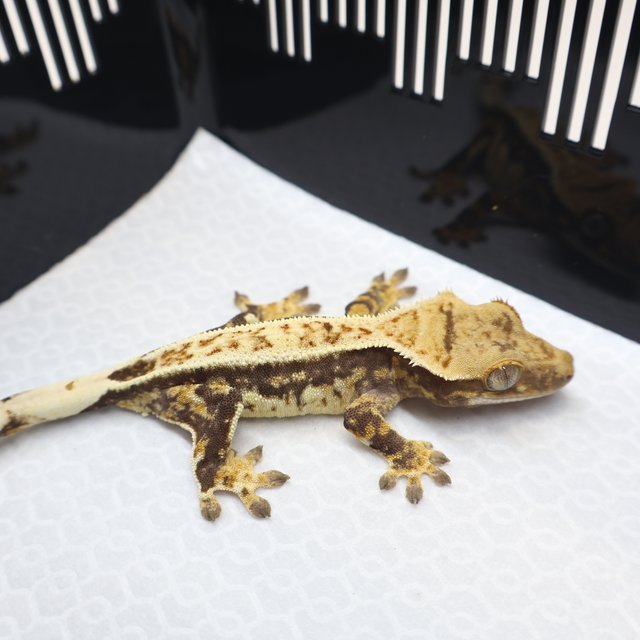 트라이 익스트림할리퀸 풀핀 노멀