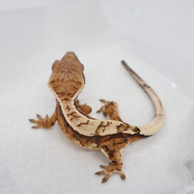 세이블 핀스트라이프 쿼드 텐저린