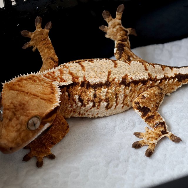 Tangerine Extreme Harlequin Normal