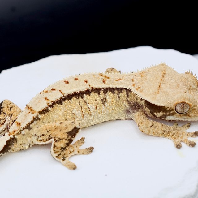 Normal Tri Extreme Harlequin White Spot