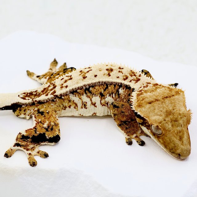 Normal Full Pinstripe Extreme Harlequin Quad