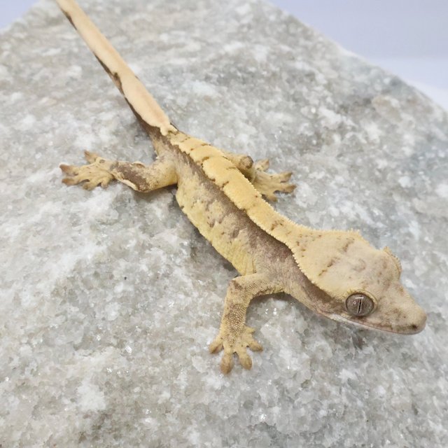 노멀 트라이 드리피 화이트스팟