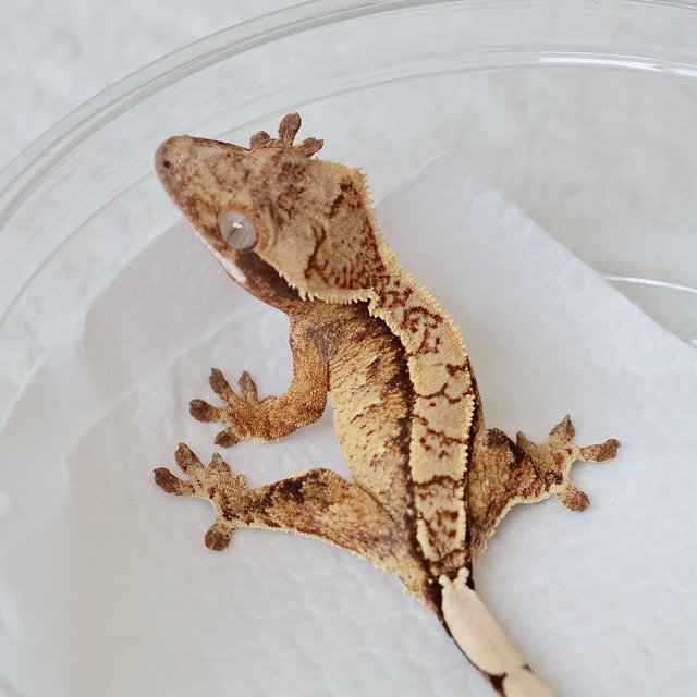 Normal Tri Drippy White Spot White Crown