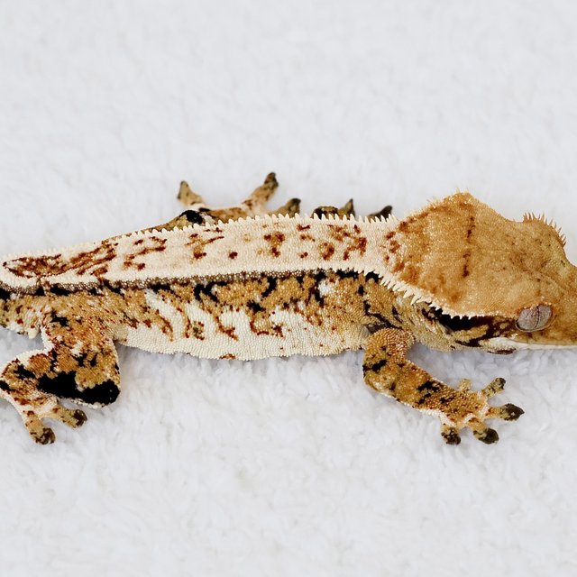 Normal Quad Full Pinstripe Extreme Harlequin