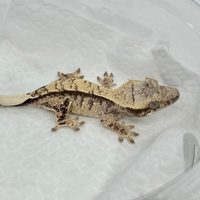 노멀 트라이 화이트스팟