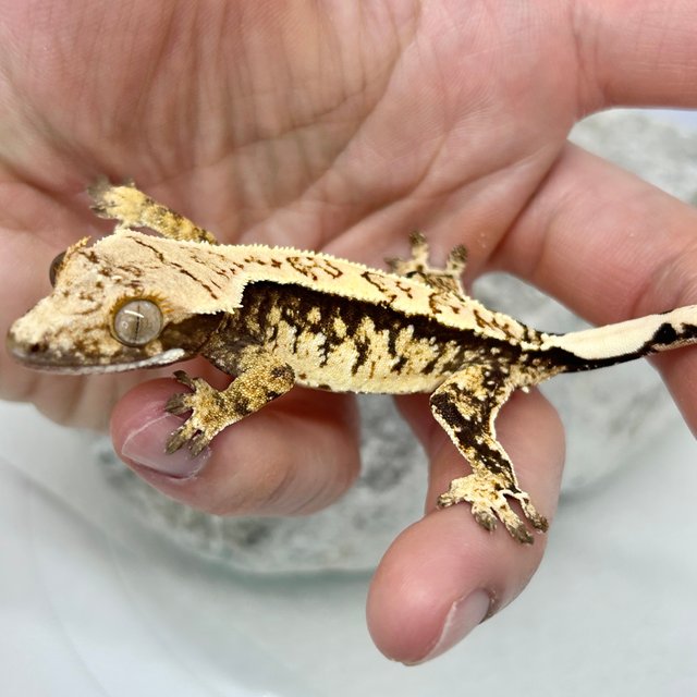 노멀 트라이 익스트림할리퀸 화이트스팟