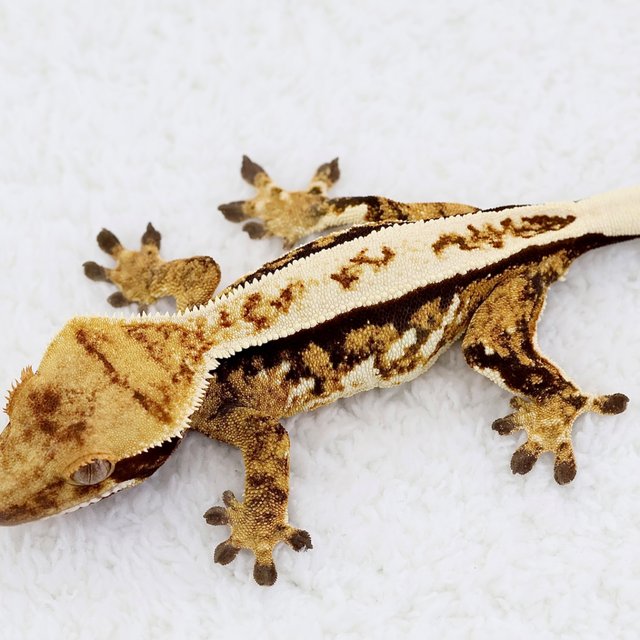 Normal Full Pinstripe Tri Extreme Harlequin