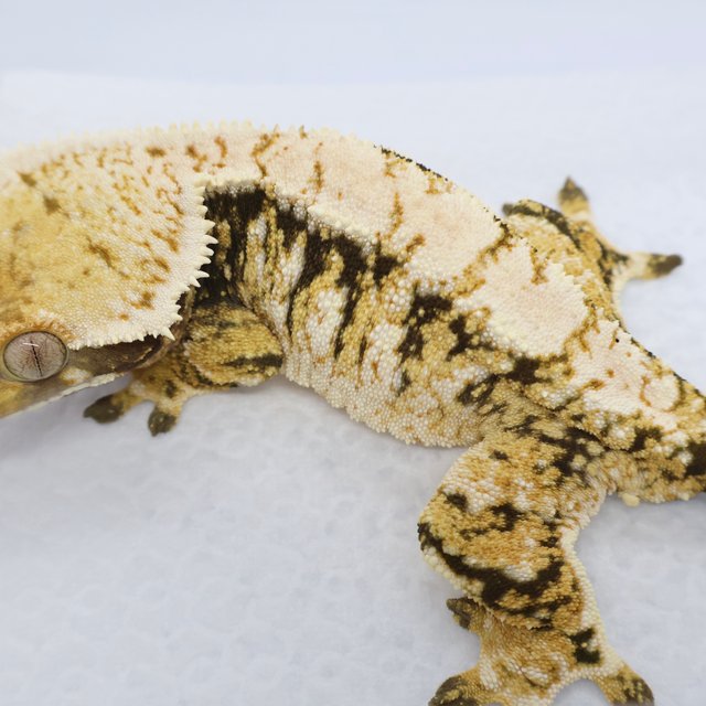 드리피 화이트스팟 트라이 익스트림할리퀸 노멀