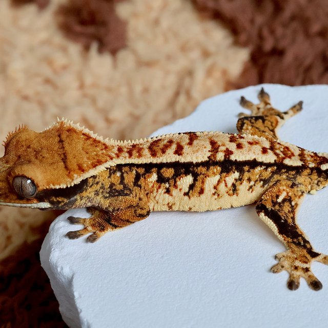 트라이 익스트림할리퀸 노멀