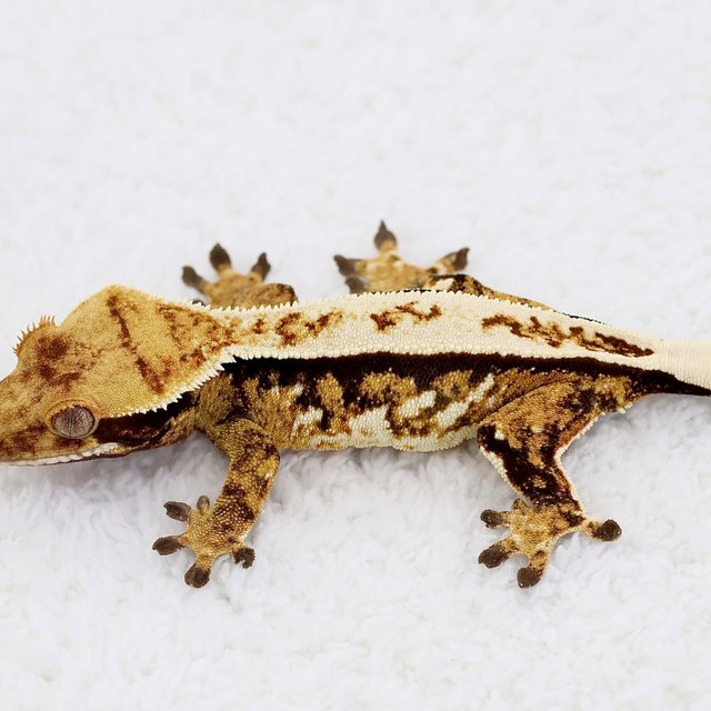 Normal Full Pinstripe Tri Extreme Harlequin