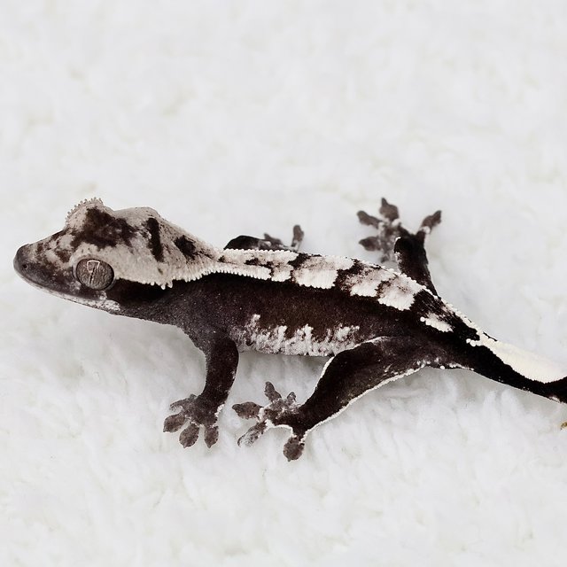 Axanthic