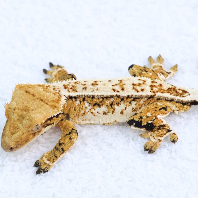 Quad Normal Full Pinstripe Extreme Harlequin