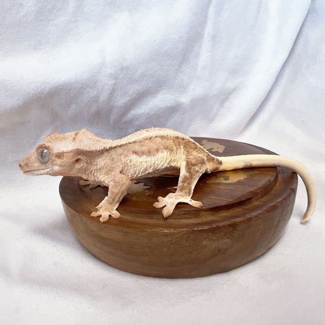 릴리화이트 팬텀