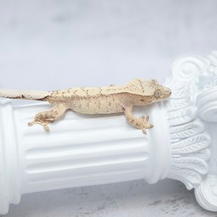 드리피 화이트스팟 노멀