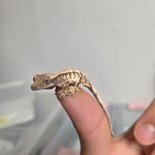 카푸치노 트라이