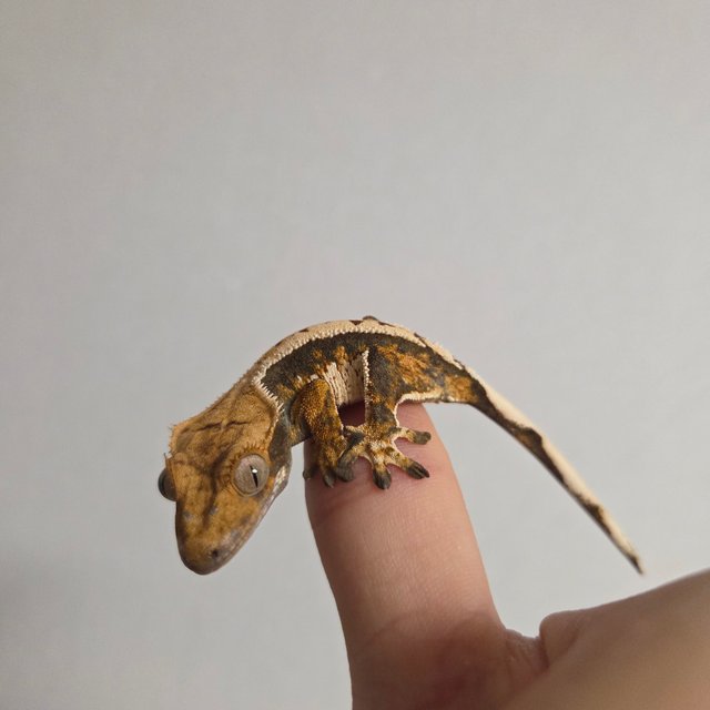 트라이 익스트림할리퀸 텐저린