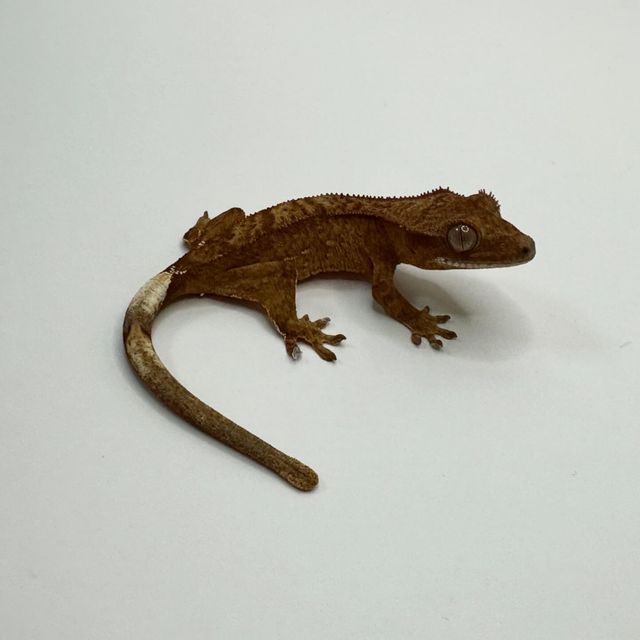 바이 레드
