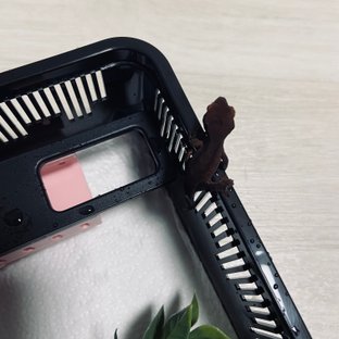 챠콜
