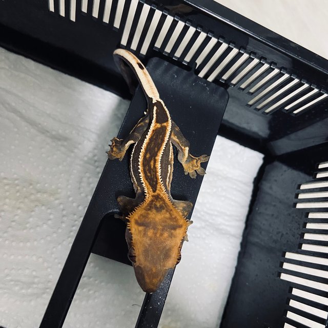 슈퍼스트라이프 엠티백