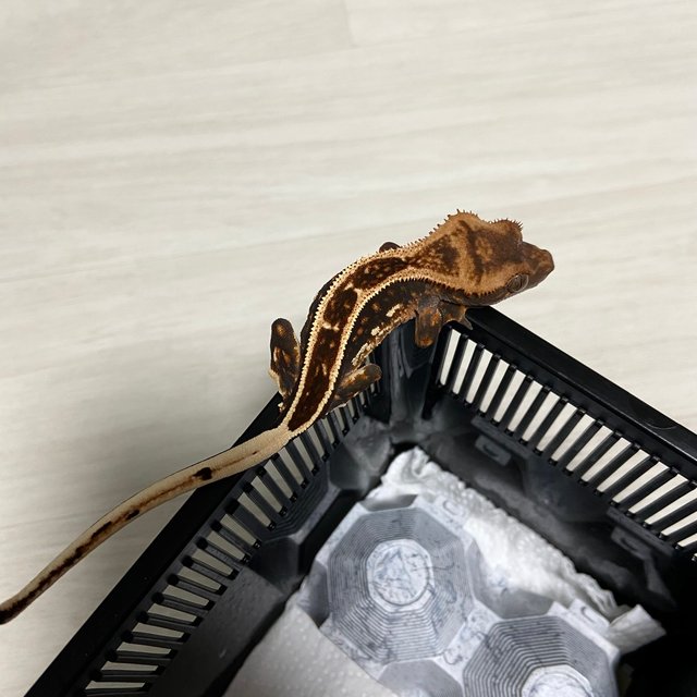 슈퍼스트라이프