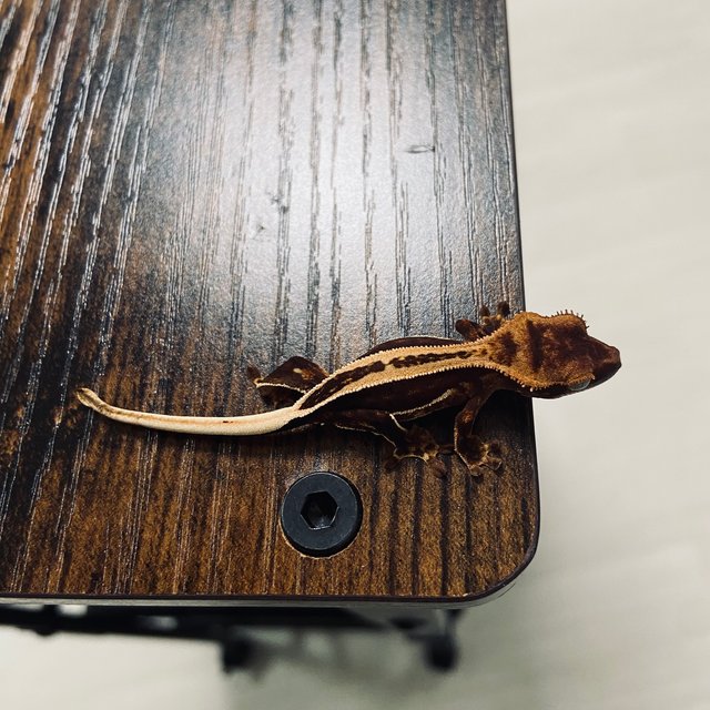 슈퍼스트라이프 엠티백