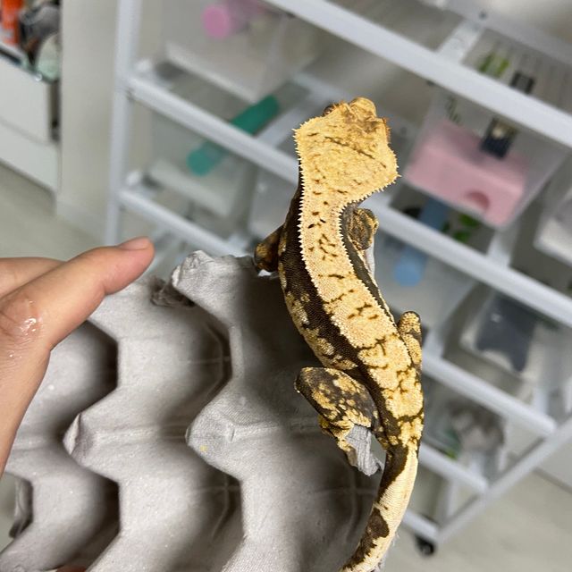쿼드 블랙 화이트