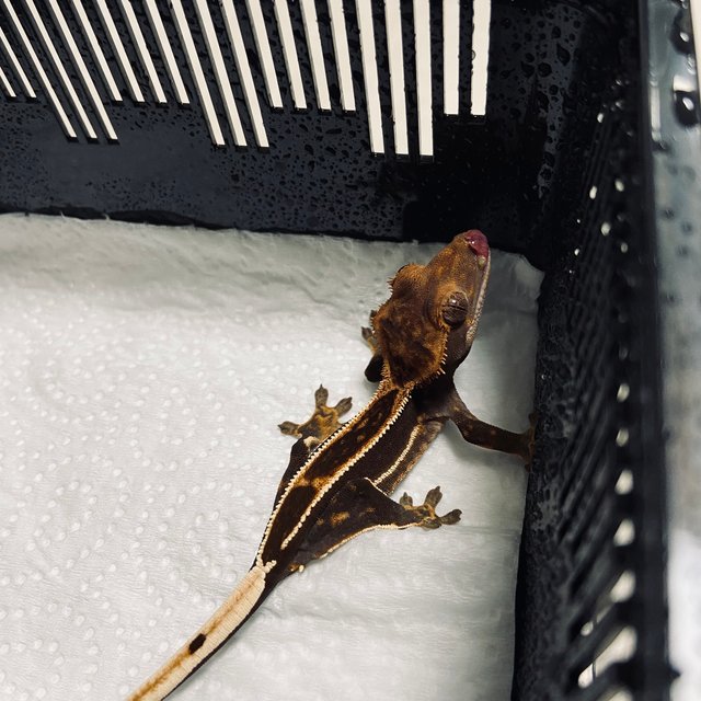 슈퍼스트라이프 엠티백