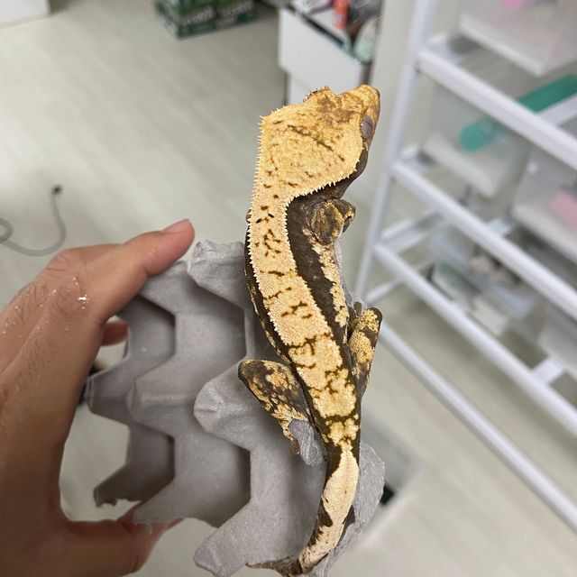 익스트림할리퀸 쿼드