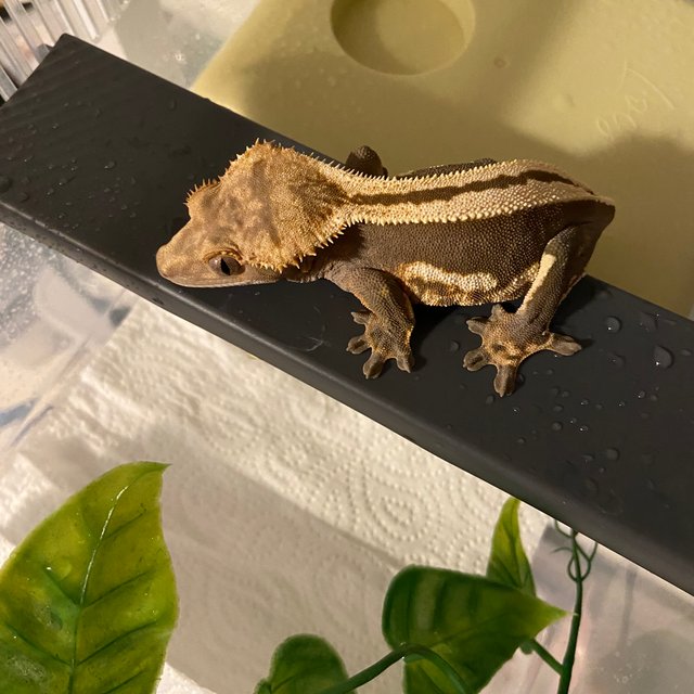 엠티백 슈퍼스트라이프