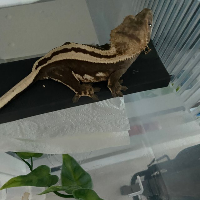 엠티백 슈퍼스트라이프