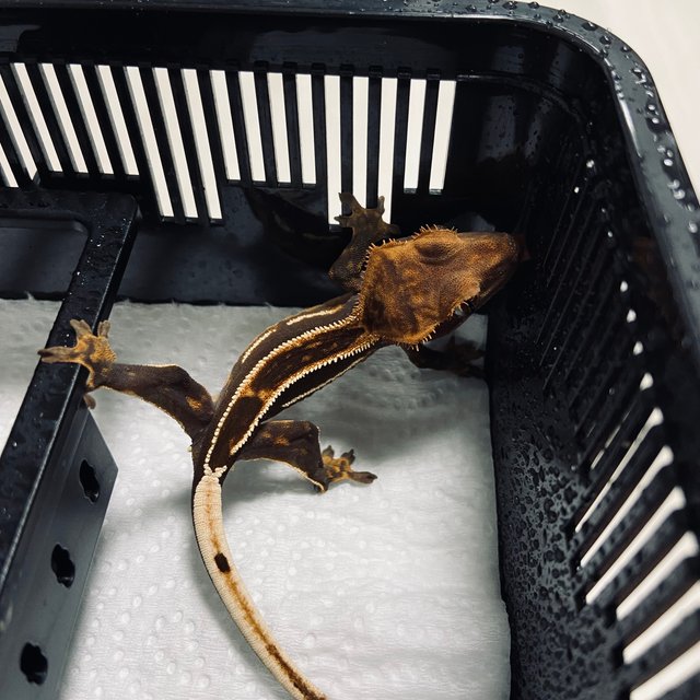 슈퍼스트라이프 엠티백