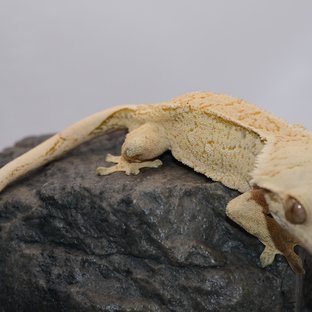 노멀 화이트 화이트핀 화이트크라운