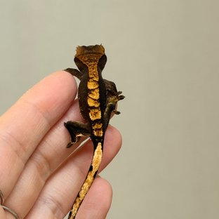 챠콜 100%헷아잔틱