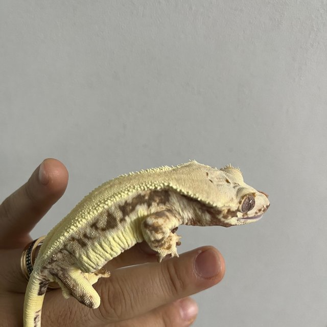 릴리화이트 솔리드백