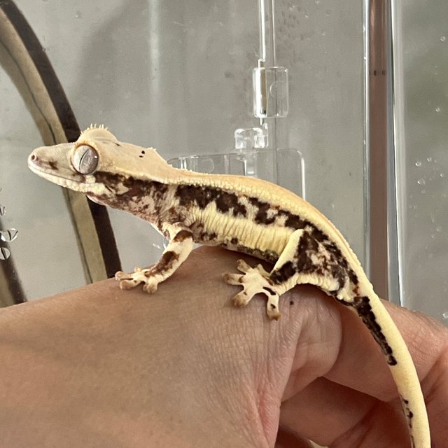 릴리화이트 솔리드백