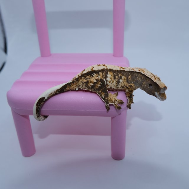 노멀 익스트림할리퀸