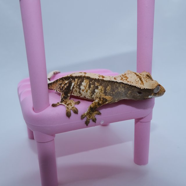 노멀 익스트림할리퀸