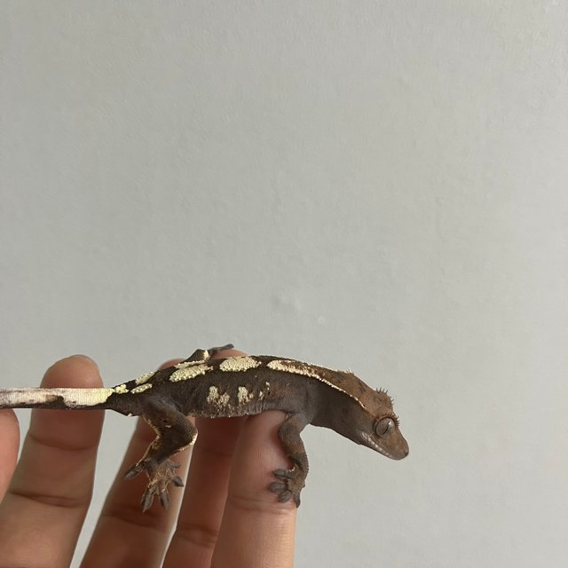 100%헷아잔틱 세이블 화이트