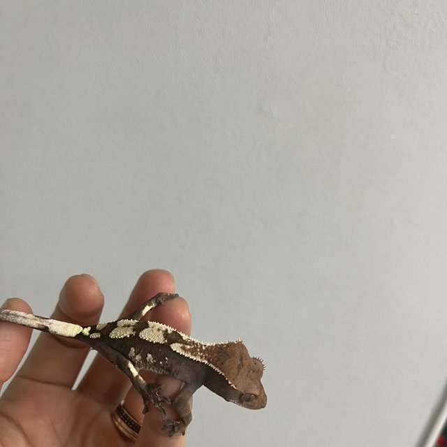 100%헷아잔틱 세이블 화이트